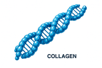 Collagen 