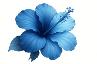 Hibiscus 